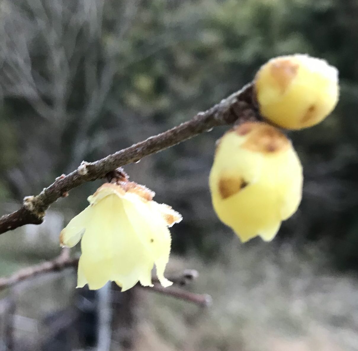 ロウバイの花